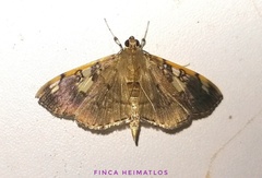 Pantographa