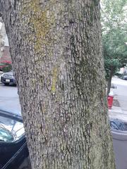 Acer rubrum