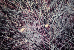 Acacia tenuissima