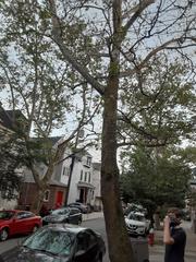 Acer rubrum