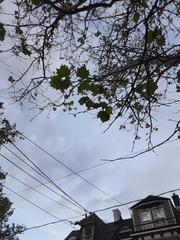 Acer rubrum