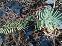 Zamia loddigesii
