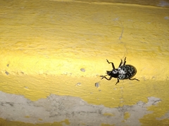 Cypherotylus californicus
