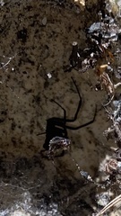 Latrodectus variolus