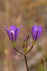 Brodiaea rosea rosea