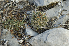 Coryphantha clavata clavata