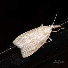 Diatraea
