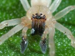 Cheiracanthium inclusum