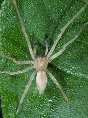 Cheiracanthium inclusum