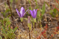 Brodiaea rosea rosea