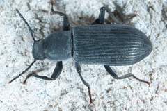 Xylopinus saperdoides