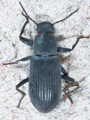 Xylopinus saperdoides