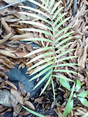 Zamia loddigesii