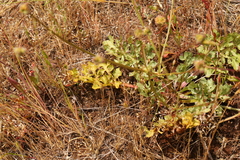 Sanicula bipinnatifida