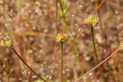 Sanicula bipinnatifida