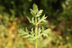 Sanicula bipinnatifida