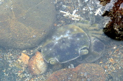 Hemigrapsus crenulatus