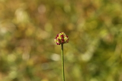 Sanicula bipinnatifida