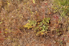 Sanicula bipinnatifida