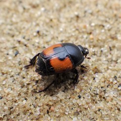 Spilodiscus instratus