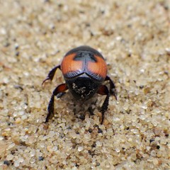 Spilodiscus instratus