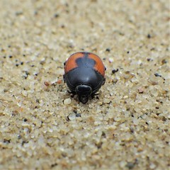 Spilodiscus instratus