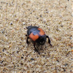 Spilodiscus instratus
