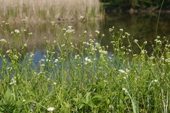 Galium elongatum