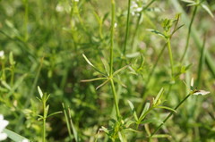 Galium elongatum