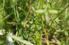Galium elongatum