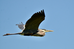 Ardea herodias herodias