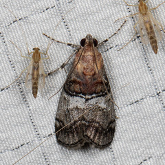 Pococera maritimalis