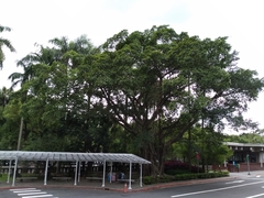 Ficus microcarpa microcarpa