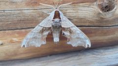 Smerinthus caecus
