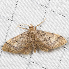 Idaea celtima
