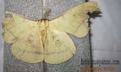 Antheraea