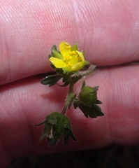 Potentilla albiflora