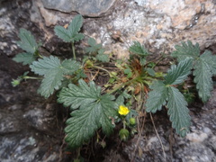 Potentilla albiflora