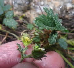 Potentilla albiflora