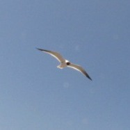 Leucophaeus atricilla