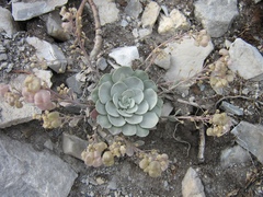 Physaria didymocarpa
