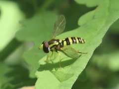 Xanthogramma flavipes