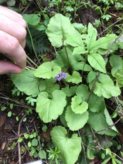 Veronica regina-nivalis