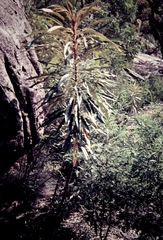 Astrotricha pterocarpa