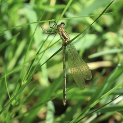 Lestes vigilax