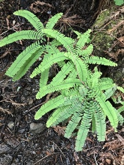 Adiantum aleuticum aleuticum