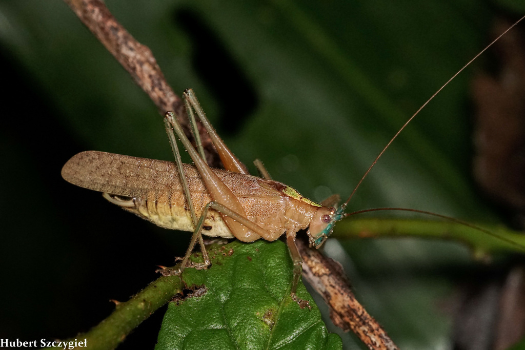 Docidocercus gigliotosi