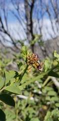 Hosackia crassifolia