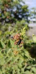 Hosackia crassifolia