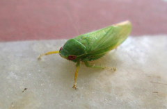 Krisnini